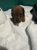 Shady Red, a male Miniature Dachshund for sale in Spring Hill, FL – 5 of 10