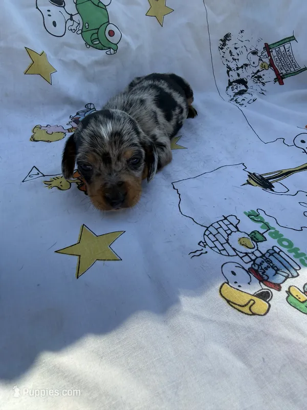 BW1 – Miniature Dachshund puppy for sale in Spring Hill, FL