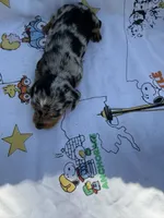 BW1, a female Miniature Dachshund for sale in Spring Hill, FL – 2 of 2