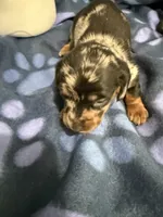 Baby girl, a female Miniature Dachshund for sale in Spring Hill, FL – 7 of 10