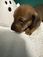 Shady Red, a male Miniature Dachshund for sale in Spring Hill, FL – 7 of 10