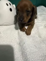 Shady Red, a male Miniature Dachshund for sale in Spring Hill, FL – 3 of 10