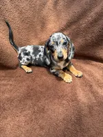 Sweetie, a female Miniature Dachshund for sale in Spring Hill, FL – 5 of 7