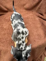 Sweetie, a female Miniature Dachshund for sale in Spring Hill, FL – 7 of 7