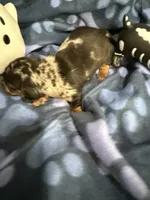 Baby girl, a female Miniature Dachshund for sale in Spring Hill, FL – 10 of 10