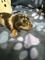 Baby girl, a female Miniature Dachshund for sale in Spring Hill, FL – 6 of 10