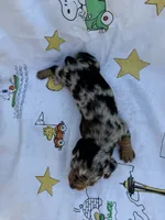 BW 2, a female Miniature Dachshund for sale in Spring Hill, FL – 1 of 2