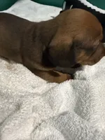 Shady Red, a male Miniature Dachshund for sale in Spring Hill, FL – 6 of 10