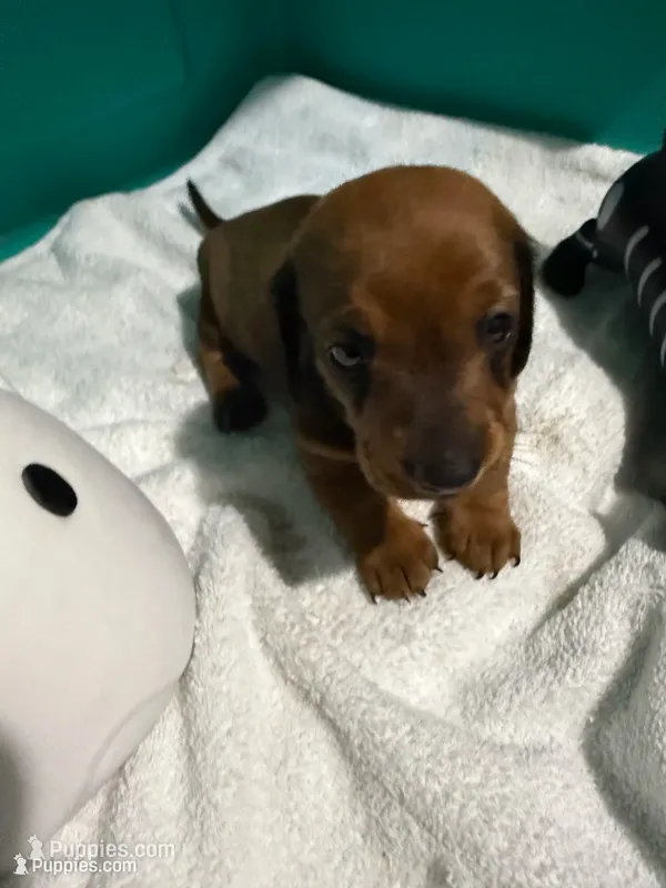 Shady Red – Miniature Dachshund puppy for sale in Spring Hill, FL