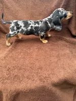 Sweetie, a female Miniature Dachshund for sale in Spring Hill, FL – 3 of 7
