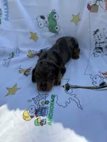 BS 2, a female Miniature Dachshund for sale in Spring Hill, FL – 2 of 2
