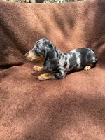 Sweetie, a female Miniature Dachshund for sale in Spring Hill, FL – 1 of 7