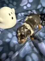 Baby girl, a female Miniature Dachshund for sale in Spring Hill, FL – 9 of 10