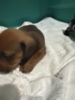 Shady Red, a male Miniature Dachshund for sale in Spring Hill, FL – 10 of 10