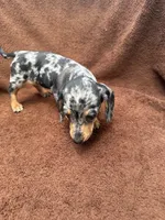 Sweetie, a female Miniature Dachshund for sale in Spring Hill, FL – 4 of 7