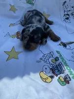 BW 2, a female Miniature Dachshund for sale in Spring Hill, FL – 2 of 2