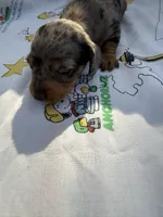 BS 1, a female Miniature Dachshund for sale in Spring Hill, FL – 2 of 2