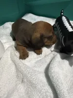 Shady Red, a male Miniature Dachshund for sale in Spring Hill, FL – 4 of 10
