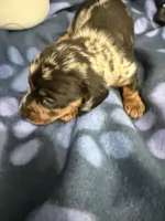 Baby girl, a female Miniature Dachshund for sale in Spring Hill, FL – 8 of 10