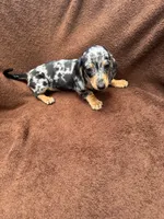Sweetie, a female Miniature Dachshund for sale in Spring Hill, FL – 2 of 7