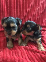 Yorkie , a female Yorkshire Terrier for sale in Las Vegas, NV – 2 of 2