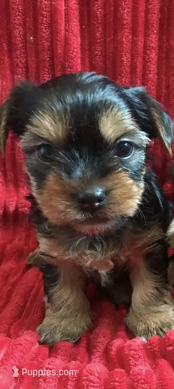 Princess – Yorkshire Terrier puppy for sale in Las Vegas, NV
