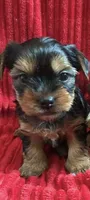 Princess, a female Yorkshire Terrier for sale in Las Vegas, NV – 1 of 1