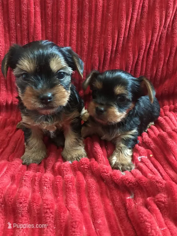 Yorkie  – Yorkshire Terrier puppy for sale in Las Vegas, NV