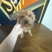 Chanel , a female Yorkshire Terrier for sale in Las Vegas, NV – Photo 1 of 3