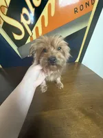 Chanel , a female Yorkshire Terrier for sale in Las Vegas, NV – Photo 1 of 3