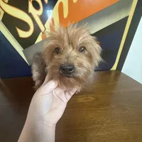 Chanel , a female Yorkshire Terrier for sale in Las Vegas, NV – Photo 2 of 3