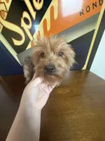 Chanel , a female Yorkshire Terrier for sale in Las Vegas, NV – Photo 2 of 3