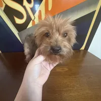 Chanel , a female Yorkshire Terrier for sale in Las Vegas, NV – Photo 3 of 3