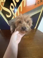 Chanel , a female Yorkshire Terrier for sale in Las Vegas, NV – Photo 3 of 3