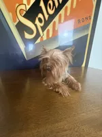Dior, a female Yorkshire Terrier for sale in Las Vegas, NV – 3 of 3