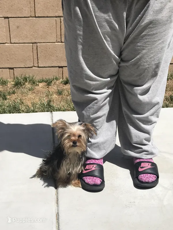 Gucci , a female Yorkshire Terrier for sale in Las Vegas, NV – Photo 1 of 2