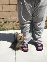 Gucci , a female Yorkshire Terrier for sale in Las Vegas, NV – Photo 1 of 2