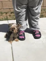 Gucci , a female Yorkshire Terrier for sale in Las Vegas, NV – Photo 2 of 2