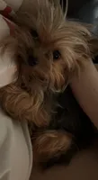 Gucci, a female Yorkshire Terrier for sale in Las Vegas, NV – Photo 3 of 3