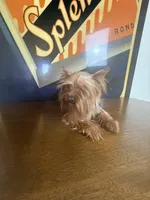 Dior , a female Yorkshire Terrier for sale in Las Vegas, NV – Photo 4 of 5