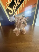Dior , a female Yorkshire Terrier for sale in Las Vegas, NV – Photo 1 of 5