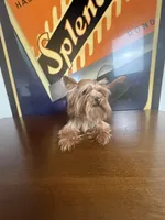 Dior , a female Yorkshire Terrier for sale in Las Vegas, NV – Photo 2 of 5