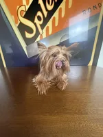 Dior , a female Yorkshire Terrier for sale in Las Vegas, NV – Photo 5 of 5