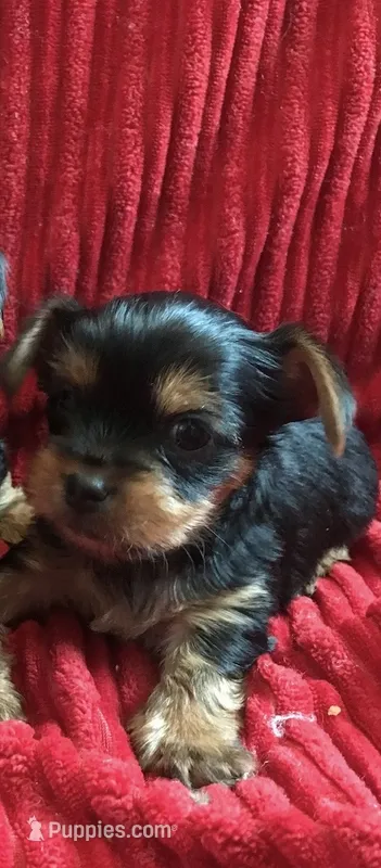 Prince  – Yorkshire Terrier puppy for sale in Las Vegas, NV