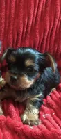 Prince , a male Yorkshire Terrier for sale in Las Vegas, NV – 1 of 1