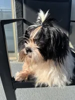 Oreo, a male Shih Tzu for sale in Las Vegas, NV – Photo 1 of 6