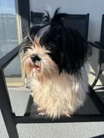 Oreo, a male Shih Tzu for sale in Las Vegas, NV – Photo 6 of 6