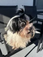 Oreo, a male Shih Tzu for sale in Las Vegas, NV – Photo 2 of 6