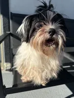 Oreo, a male Shih Tzu for sale in Las Vegas, NV – Photo 5 of 6