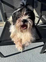 Oreo, a male Shih Tzu for sale in Las Vegas, NV – Photo 4 of 6